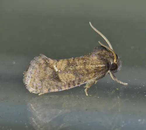 Texas Grass Tubeworm Moth - photo 6