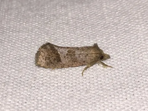 Texas Grass Tubeworm Moth - photo 7