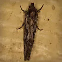 Acrolophus variabilis - Hodges#0385