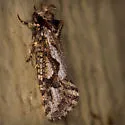 Acrolophus variabilis - Hodges#0385 - photo 2