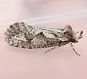 Acrolophus variabilis - Hodges#0385 - photo 3