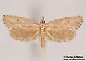 Acrolophus variabilis - Hodges#0385 - photo 4