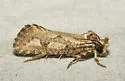 Acrolophus variabilis - Hodges#0385 - photo 5
