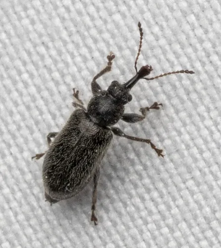Acromacer bombifrons - photo 3