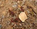 Desert Leaf-cutting Ant