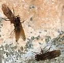 Desert Leaf-cutting Ant - photo 2