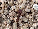 Desert Leaf-cutting Ant - photo 3