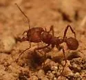 Desert Leaf-cutting Ant - photo 4