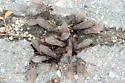 Desert Leaf-cutting Ant - photo 5