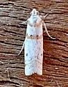 Acroncosa albiflavella - Hodges#5897 - photo 2