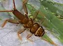 Acroneuria arenosa