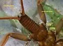 Acroneuria arenosa - photo 2
