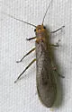 Acroneuria arenosa - photo 3