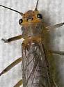 Acroneuria arenosa - photo 4