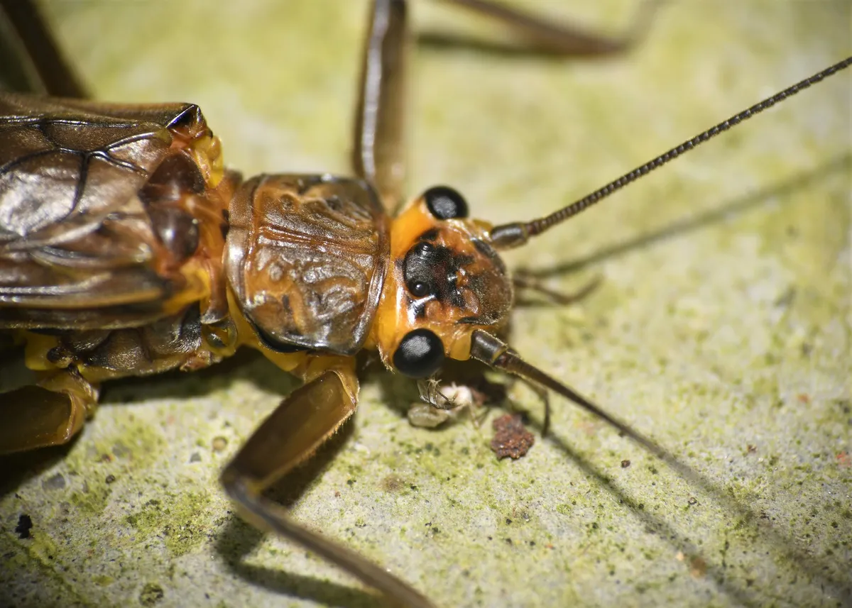 Acroneuria carolinensis