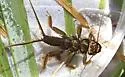 Acroneuria evoluta