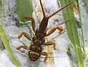 Acroneuria evoluta - photo 2