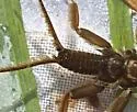 Acroneuria evoluta - photo 3