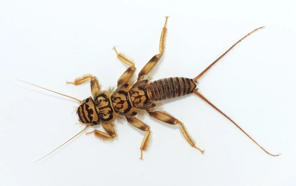 Acroneuria lycorias