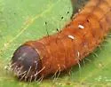 Afflicted Dagger Moth - Hodges#9254 - photo 4