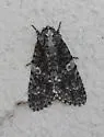 Afflicted Dagger Moth - Hodges#9254 - photo 5