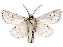 Acronicta atristrigatus - Hodges#9232