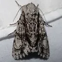 Acronicta atristrigatus - Hodges#9232 - photo 2