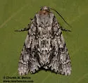Acronicta atristrigatus - Hodges#9232 - photo 4