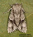 Acronicta atristrigatus - Hodges#9232 - photo 5