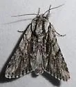 Acronicta barnesii - Hodges#9267