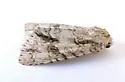 Acronicta beameri - Hodges#9234