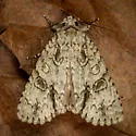 Acronicta beameri - Hodges#9234 - photo 2