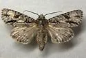 Acronicta beameri - Hodges#9234 - photo 3