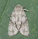 Acronicta beameri - Hodges#9234 - photo 4