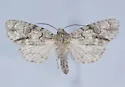 Acronicta beameri - Hodges#9234 - photo 5