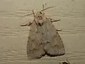 Birch Dagger Moth - Hodges#9208