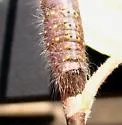 Birch Dagger Moth - Hodges#9208 - photo 2