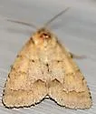 Birch Dagger Moth - Hodges#9208 - photo 4