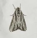 Acronicta browni - Hodges#9231.1 - photo 2