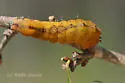 Clear Dagger Moth - Hodges#9246 - photo 2