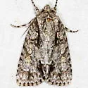 Clear Dagger Moth - Hodges#9246 - photo 3