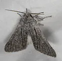 Acronicta cyanescens - Hodges#9205.1 - photo 3