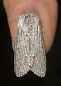 Acronicta cyanescens - Hodges#9205.1 - photo 4