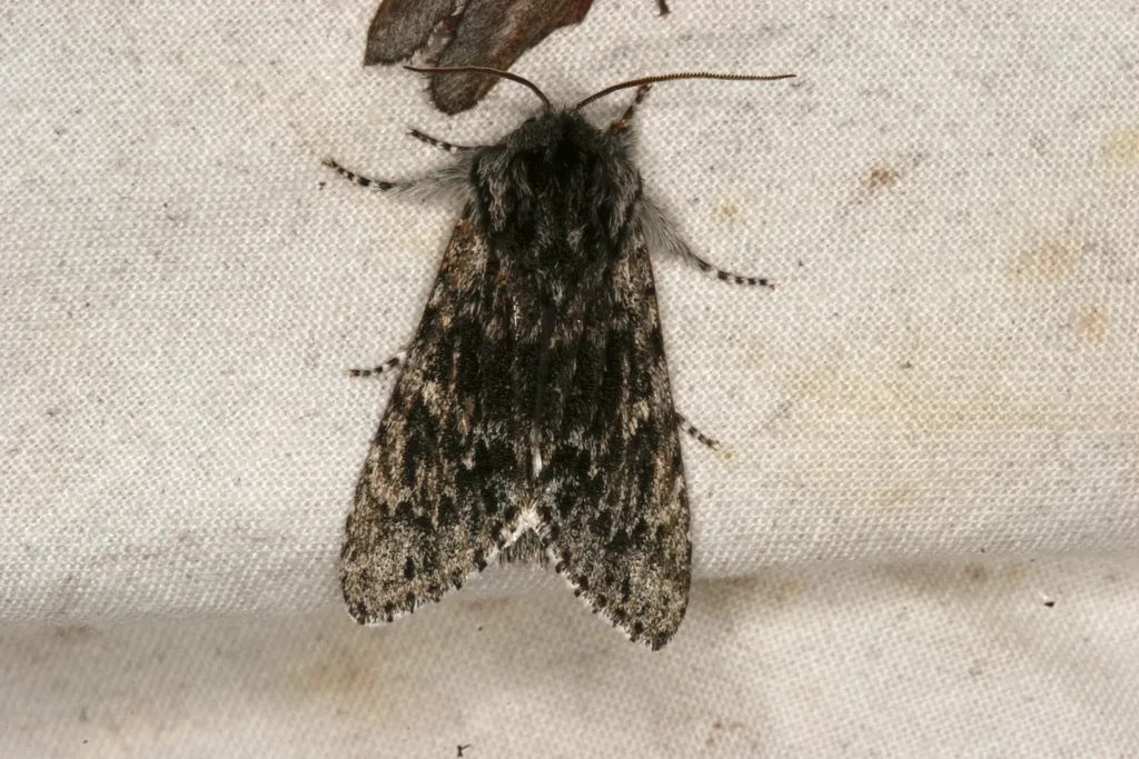 Acronicta dolli - Hodges#9277 - photo 2