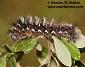 Acronicta edolata - Hodges#9269