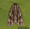 Acronicta edolata - Hodges#9269 - photo 2