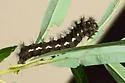 Acronicta edolata - Hodges#9269 - photo 4