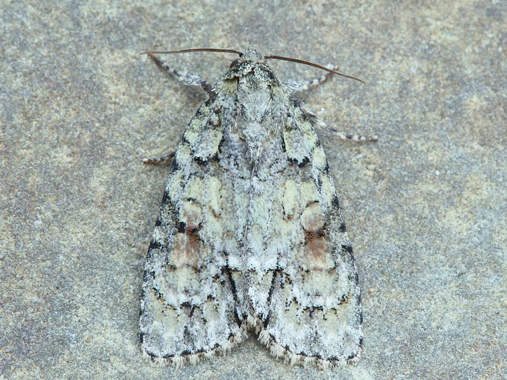 Exiled Dagger Moth - Hodges#9242 - photo 2