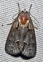 Acronicta falcula - Hodges#9214 - Acronicta falcula