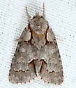 Acronicta falcula - Hodges#9214 - photo 2